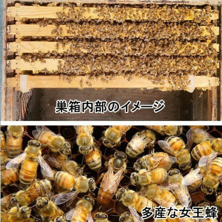 楽天市場】【ふるさと納税】楽天限定 《種蜂》西洋ミツバチ 〜新王4枚 