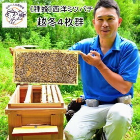 【ふるさと納税】楽天限定 《種蜂》西洋ミツバチ 〜越冬4枚群〜 【R9年4月初旬〜4月末にかけて配送】