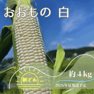 yӂ邳Ɣ[Łzy2026NĔ\zŐHׂ锒 ÐYv~A Ƃ낱 ̔ 4kgZbg ̂ ① ʌ F4N-2369