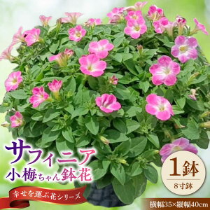 yӂ邳Ɣ[Łzy4菇z TtBjA ~ ԁ@/ Qs R|   j A  Mtg v[g t[[AZDC003]