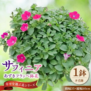yӂ邳Ɣ[Łzy4菇z TtBjA tby ԁ@/ Qs R|   j A  Mtg v[g t[[AZDC007]