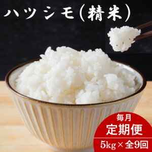 yӂ邳Ɣ[Łzyցz򕌌YncV() 5kgS9yzsnFzy4076408z