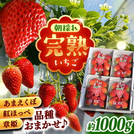 【ふるさと納税】【先行予約】【2026年1月上旬から2026年3月上旬に順次発送】苺 石川農園 完熟いちご 4パック入り(ご家庭用)/ いちご イチゴ 苺 完熟 完熟苺 あまえくぼ 紅ほっぺ 章姫 朝採れ 新鮮 甘い ストロベリー 産地直送 /恵那市/クリエイティブファーマーズ[AUAH020]