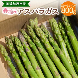 【ふるさと納税】《先行予約》 アスパラガス 800g （2L～Lサイズ） 【2026年3月上旬-5月上旬 発送予定】 | 神戸ファーム 野菜 アスパラ 新鮮 旬 グリーンアスパラ 岐阜県 美濃加茂市 送料無料