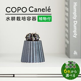 【ふるさと納税】【美濃焼】＜色が 選べる＞COPO（カヌレ）植物付き【大東亜窯業】インテリア 雑貨 観葉植物 [MAG074]