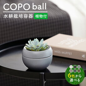 【ふるさと納税】【美濃焼】＜色が 選べる＞COPO（球）植物付き【大東亜窯業】インテリア 雑貨 観葉植物 [MAG075]