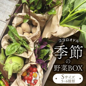【ふるさと納税】季節の野菜BOX Sサイズ （5～6種類）【Farm Regalo】旬野菜 冷蔵 おまかせ [MDU001]