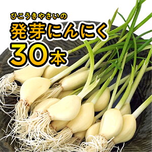 【ふるさと納税】根と芽も丸ごと食べられる!発芽にんにく【30本】岐阜産クリーンルーム水耕栽培