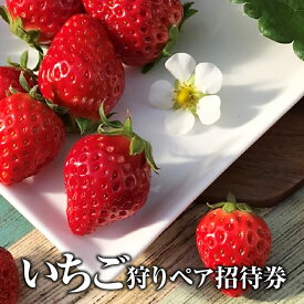 【ふるさと納税】いちご狩りペア招待券 [No.252] ／ 大人2名様分 体験 チケット イチゴ 苺 フルーツ狩り 果物狩り 岐阜県