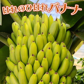 【ふるさと納税】はれのひはれバナナ [No.384] ／ ばなな フルーツ 果物 送料無料 岐阜県