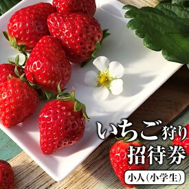 【ふるさと納税】いちご狩り招待券　小人（小学生） [No.423] ／ 体験 チケット イチゴ 苺 フルーツ狩り 果物狩り 送料無料 岐阜県