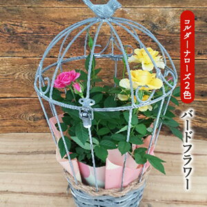 yӂ邳Ɣ[Łz~jo@R_[i[YEo[ht[ A  @2026N4{`5{ɏ\@ւ̔zs