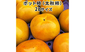 【ふるさと納税】こだわり栽培ポット柿（太秋柿） 2Lサイズ12個入り｜果物類 かき ※離島への配送不可 ※2025年10月中旬～11月上旬頃に順次発送予定