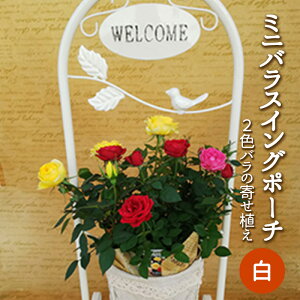 yӂ邳Ɣ[Łz~joXCO|[`iFj2`3F̃o̊񂹐A A @2026N4{`5{ɏ\@֔zs