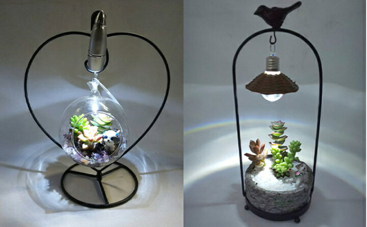 楽天市場 ふるさと納税 多肉植物 アジアン プランツバードとナイトテラリウムハートのセット 植物 多肉植物 インテリア テラリウム 照明 ライト お届け 2週間 1か月程度でお届け予定です 岐阜県瑞穂市 楽天市場 ふるさと納税 多肉植物 アジアン プランツバードとナイトテラリウムハートのセット 植物 多肉植物 インテリア テラリウム 照明 ライト お届け 2週間 1か月程度でお届け予定です 岐阜県瑞穂市