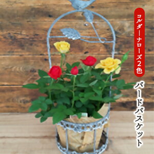 yӂ邳Ɣ[ŁzR_[i[YEo[hoXPbg A @2026N4{`5{ɏ\@ւ̔zs