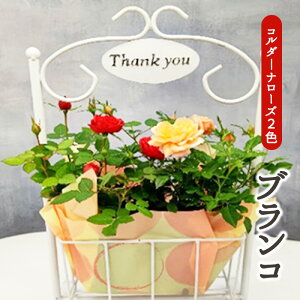 yӂ邳Ɣ[Łz~jo@R_[i[YEuR A  XCO|[` 2 oXPbg ؂₩ i  ԕt Ԏ ω @2026N4{`5{ɏ\@