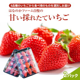 【ふるさと納税】【予約販売】当園自慢の甘い採れたていちご2パック　 果物 フルーツ デザート 食後 おやつ 高糖度 香り高い 産地直送 　※2026年2月上旬～4月下旬頃に順次発送予定　※離島への配送不可