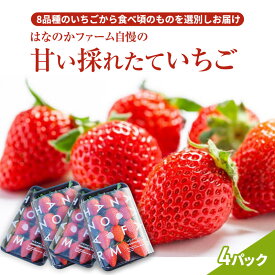 【ふるさと納税】【予約販売】当園自慢の甘い採れたていちご4パック　 果物 フルーツ デザート 食後 おやつ 高糖度 香り高い 産地直送 　※2026年2月上旬～4月下旬頃に順次発送予定　※離島への配送不可