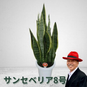 yӂ邳Ɣ[ŁzTZxA8 A ϗtA O[CeA  @͂F2Tԁ`1xł͂\łB