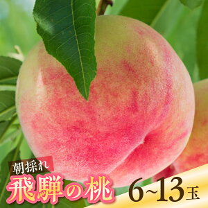yӂ邳Ɣ[Łz2026Ns\ ߘa8NY  6 8-9  1.5kg 2.5kg Gi  ʕ t[c Mtg  ̂  ƒp 󂠂 A Yn XC[c t[c fU[g {  