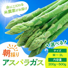 【ふるさと納税】数量限定《先行予約》令和8年産 6月下旬から発送 米 農家がつくる！朝採れアスパラガス M~L L~2L 選べる内容量 200g 500g 野菜 やさい 新鮮 アスパラ 不揃い 訳あり お米 農家 池本農園 旬
