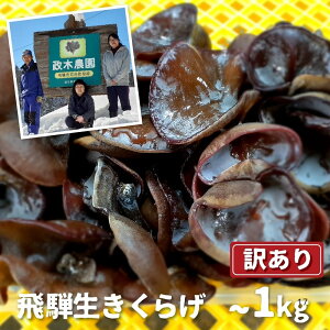 yӂ邳Ɣ[Łz炰 500g 1kg@eʑIׂ ؔ_ LNQ  ȈՕ A 킯 PA ƒp [Q1297wx] 6000~ 6~ 10000~ 1~ ˎs