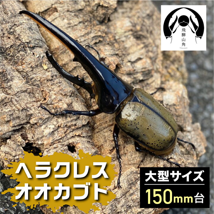 楽天市場】【ふるさと納税】昆虫の王様 ヘラクレスオオカブト 150mm台 