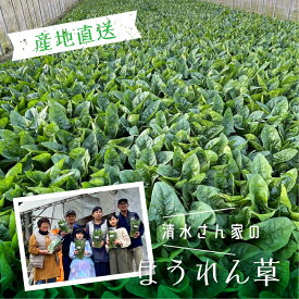 【ふるさと納税】《先行予約》 令和8年産 奥飛騨山之村 清水さんちの肉厚ほうれん草 180g×2~5袋 野菜 葉物野菜 ホウレンソウ ほうれんそう 小分け 個包装 産地直送 飛騨市
