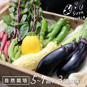 yӂ邳Ɣ[Łzߘa8NY 2026Nss\ts3ցt ؃Zbg 5`7i R͔| BOX 3񂨓͂  y \l { Ė s[} iX イ IN 