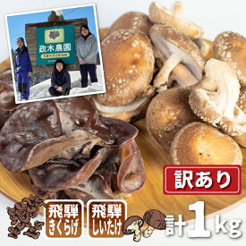 【ふるさと納税】菌床しいたけ・生きくらげセット 計1kg 食べ比べ 政木農園 肉厚 椎茸 しいたけ シイタケ キクラゲ 飛騨 簡易包装 訳アリ わけあり ワケアリ 家庭用 大容量 旬 [Q948x] 10000円 1万円 《hida0307》