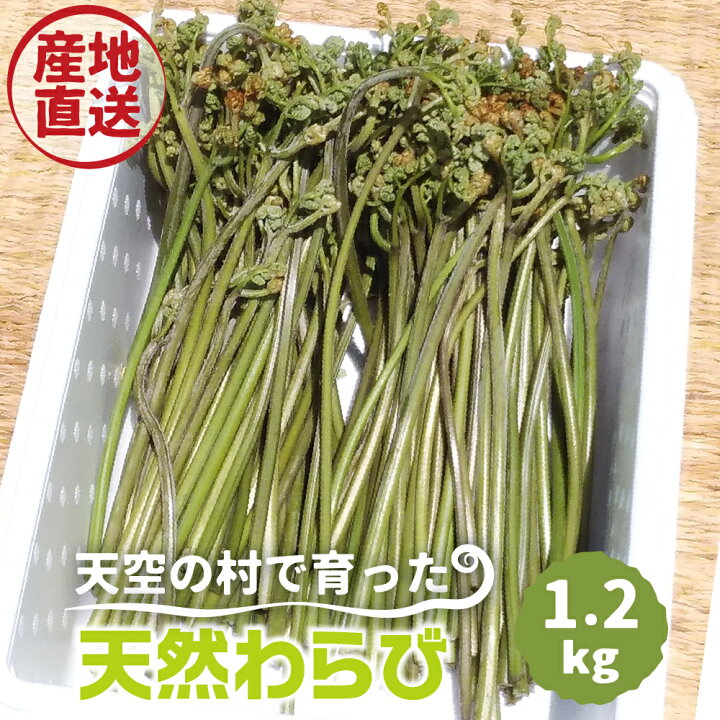 楽天市場 ふるさと納税 22年5月下旬 6月下旬に発送 天然わらび 約1 2kg あく抜き用の木灰付き 蕨 ワラビ 山菜 天然山菜 春の味覚 岐阜県飛騨市