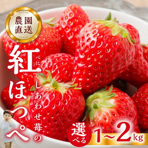 yӂ邳Ɣ[Łzy2026N1ȍ~z p  gق Iׂ 1kg (250g × 4p) or 2kg [킹] TCY oo 󂠂 A _ t[c ʕ  C`S qǂ l lC 