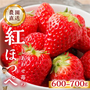 yӂ邳Ɣ[Łzy2026N1ȍ~z p  gق 600-700g [킹] TCY oo ̂ 󂠂 A _  Â t[c s\ XC[c  C`S 