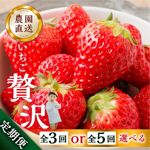 yӂ邳Ɣ[Łzy2026N1ȍ~zy3 or 5zIׂ ґ  gق 1kg ( 250g × 4p ) 킹 TCY oo 󂠂 A ܂ _ [mt198] t[c  C