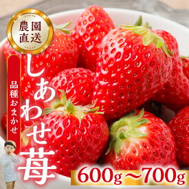 【ふるさと納税】【2026年1月以降発送】 自宅用 いちご 600-700g [しあわせ苺] サイズ バラバラ 品種おまかせ のため 訳あり 訳アリ 紅ほっぺ 農園直送 こだわり 甘さ フルーツ 先行予約 スイーツ 苺 イチゴ 人気 簡易梱包 家庭用 産地直送 送料無料 岐阜県 本巣市 [mt206]