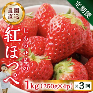 yӂ邳Ɣ[Łzy2026N1ȍ~z y3zp  gق 1kg (250g × 4p j3 3 [mt1307] t[c ʕ XC[c  C`S 킹 TCY oo 󂠂 A
