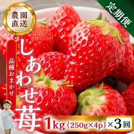 【ふるさと納税】【定期便3回】【2027年1月より発送開始】自宅用 いちご 品種おまかせ 1kg (250g × 4p ）3か月 [mt1307] フルーツ 果物 スイーツ いちご イチゴ しあわせ苺 サイズ バラバラ 訳あり 訳アリ 農園直送 送料無料 人気 苺 国産 岐阜県 本巣市 先行予約 45000円