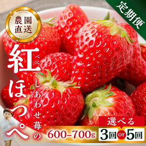 yӂ邳Ɣ[Łzy2026N1ȍ~zy3 5 Iׂzp  gق 600-700g ×3 [킹] TCY oo 󂠂 A _ [mt196]bt[c XC[c  C`