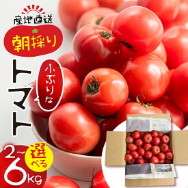 【ふるさと納税】【2025年11月〜発送】大容量 トマト 選べる 2kg 6kg 令和8年産 先行予約 先行受付 大玉トマト の 小ぶり サイズ おまかせ 不揃い 訳あり 訳アリ 野菜 岐阜県産 本巣市 朝採り 産地直送 新鮮 期間 数量限定 常温 ポットファクトリー 美味しい 1万 10000円