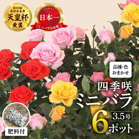【ふるさと納税】産地直送 おまかせミニバラ6鉢詰め合わせ [11月〜4月 お届け] 品種おまかせのため 訳あり 訳アリ 四季咲き ミニバラ 花 家庭菜園 生産量 日本一 天皇杯 3.5号鉢 ポット苗 肥料付 ※沖縄 離島配送不可 薔薇 セントラルローズ [mt1547] 10000円 1万