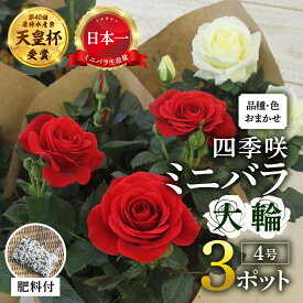 【ふるさと納税】産地直送 おまかせ 大輪系 ミニバラ3鉢詰め合わせ [11月〜4月 お届け] 品種おまかせのため 訳あり 訳アリ 四季咲き ミニバラ 花 ガーデニング 生産量 日本一 天皇杯 4号 ポット苗 肥料付 ※沖縄 離島配送不可 薔薇 セントラルローズ [mt1548] 10000円 1万