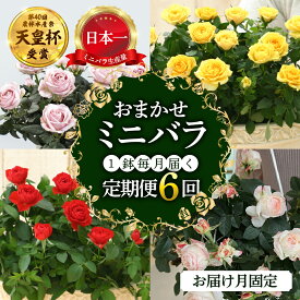 【ふるさと納税】【定期便】全6回 産地直送 ミニバラ鉢植 1鉢 × 6回 [お届け月固定] 種類おまかせ 四季咲き バラ 花 ガーデニング 生産量 日本一 天皇杯 ※沖縄 離島配送不可 薔薇 セントラルローズ [mt1549] 130000円