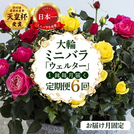 【ふるさと納税】【定期便】全6回 産地直送 大輪系 ミニバラ鉢植 ウェルター 1鉢 × 6回 [お届け月固定] 種類おまかせ 特別 四季咲き バラ 花 ガーデニング 生産量 日本一 天皇杯 ※沖縄 離島配送不可 薔薇 セントラルローズ [mt1550] 250000円