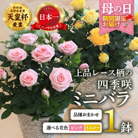 【ふるさと納税】【母の日】花色 選べる ミニバラ 鉢植え レース柄 産地直送 品種おまかせ のため 訳あり [5月7日〜10日 お届け] 四季咲き 花 ピンク イエロー ガーデニング 生産量 日本一 天皇杯 ※沖縄 離島配送不可 薔薇 セントラルローズ [mt1896] 10000円 1万