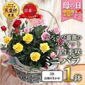 【ふるさと納税】【母の日】ミニバラ バスケット よろこび 産地直送 花色 品種おまかせ のため 訳あり [5月7日〜10日 お届け] 四季咲き 花 レッド ピンク イエロー ガーデニング 生産量 日本一 天皇杯 ※沖縄 離島配送不可 薔薇 セントラルローズ [mt1897] 15000円