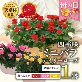 【ふるさと納税】【母の日】花色 選べる ミニバラ 鉢植え デイリーローズ 産地直送 品種おまかせ のため 訳あり [5月7日〜10日 お届け] 四季咲き 花 レッド ピンク イエロ ガーデニング 生産量 日本一 天皇杯 沖縄 離島配送不可 薔薇 セントラルローズ [mt1898] 25000円