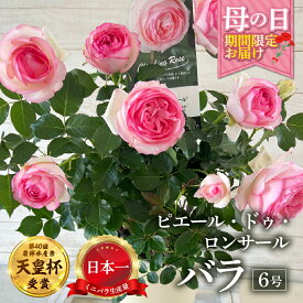 【ふるさと納税】【母の日】バラ 花鉢 6号 ピエール・ドゥロンサール 産地直送 [5月7日〜10日 お届け] 四季咲き 花 ガーデニング 生産量 日本一 天皇杯 ※沖縄 離島配送不可 薔薇 セントラルローズ [mt1900] 25000円