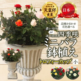 【ふるさと納税】産地直送 花色 選べる ミニバラ トロフィーカップ（小） [11月〜4月 お届け] 品種 おまかせ のため 訳あり 訳アリ 四季咲き ミニバラ 花 ガーデニング 生産量 日本一 天皇杯 鉢植 ※沖縄 離島配送不可 薔薇 セントラルローズ [mt1901] 40000円 4万