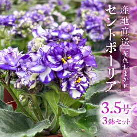 【ふるさと納税】産地直送 セントポーリア3鉢セット 四季咲き 花　家庭菜園 3.5号鉢 ポット苗 母の日 人気 おまかせ 室内　初心者　栽培　鉢植え　送料無料　ロイヤルグリーン　ガーデニング　趣味　癒し 新居　自分用　プレゼント[mt1774]　9000円　1万円以内 観葉植物